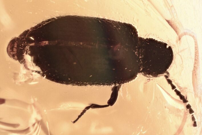 Fossil Beetle (Ptinidae) in Baltic Amber #346609